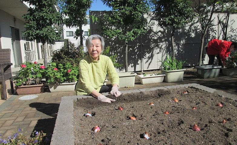 通常毎年恒例！球根の植え替え			