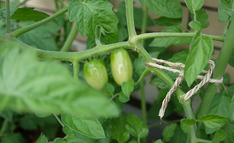 野菜が成長しています！