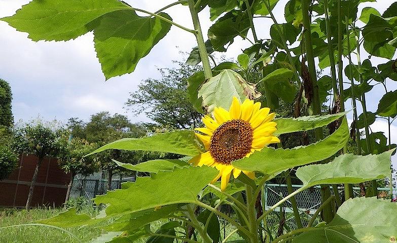 夏のはじまり