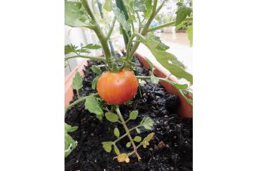 プチトマト植えました