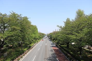 国立駅前 大学通り
