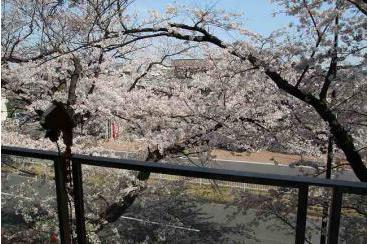 満開の桜画像2