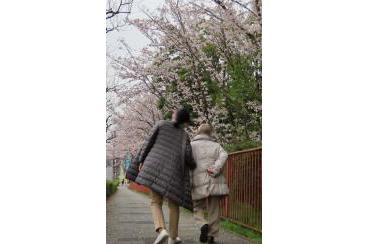 あざみ野の桜2020画像2