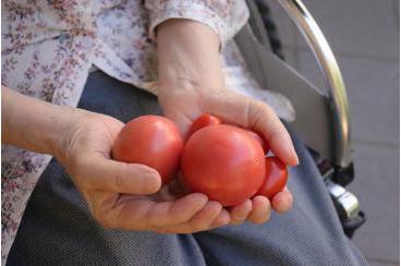 トマトの収穫！画像3