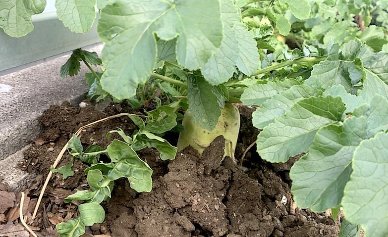 屋上菜園～ダイコン～