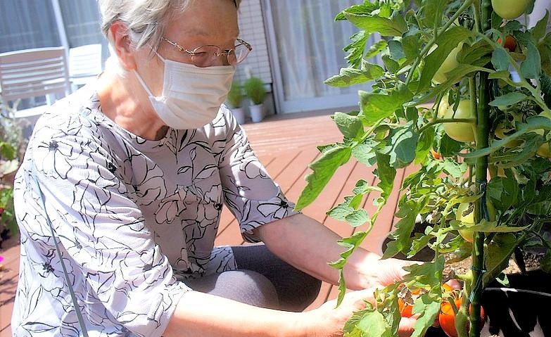 毎日のように収穫しています！