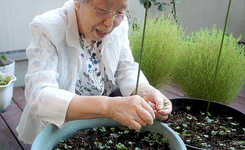 今年もダイコン栽培にチャレンジ