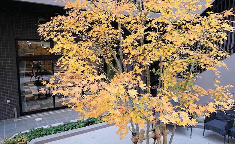 今年の紅葉は…