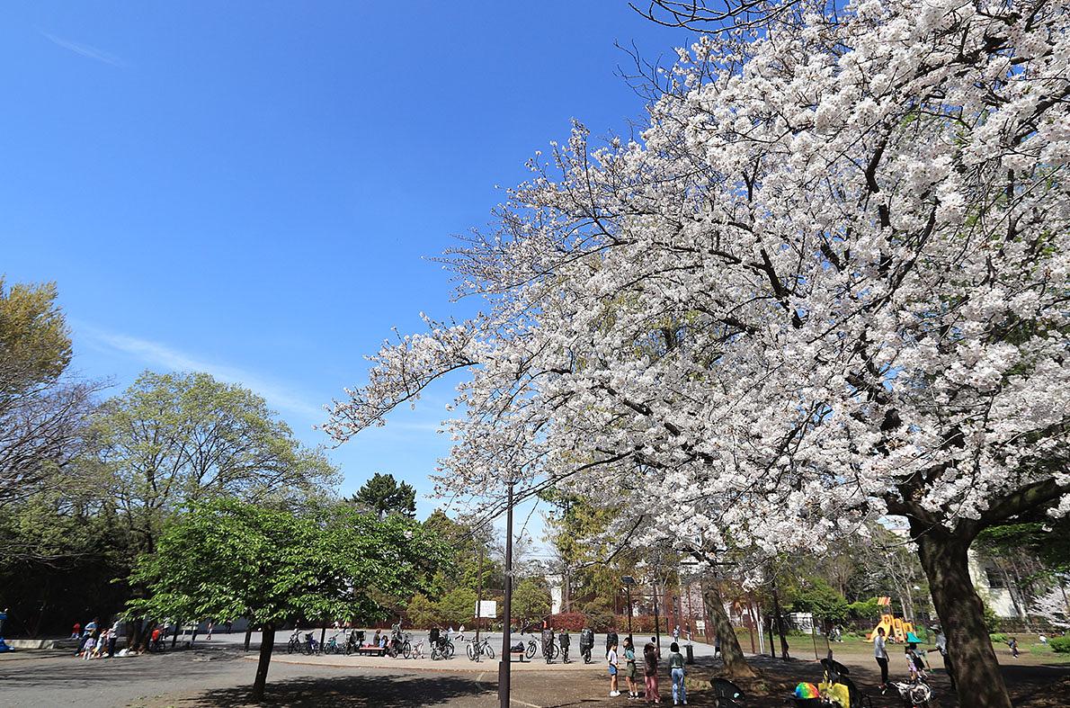 下馬中央公園