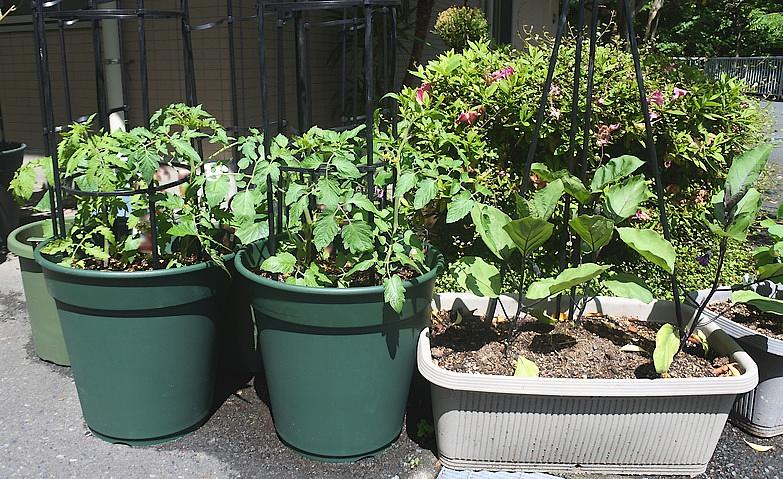 夏野菜成長中！