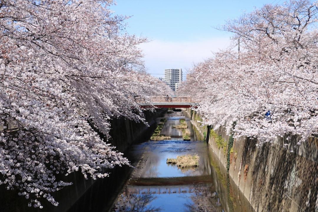 石神井川の桜並木