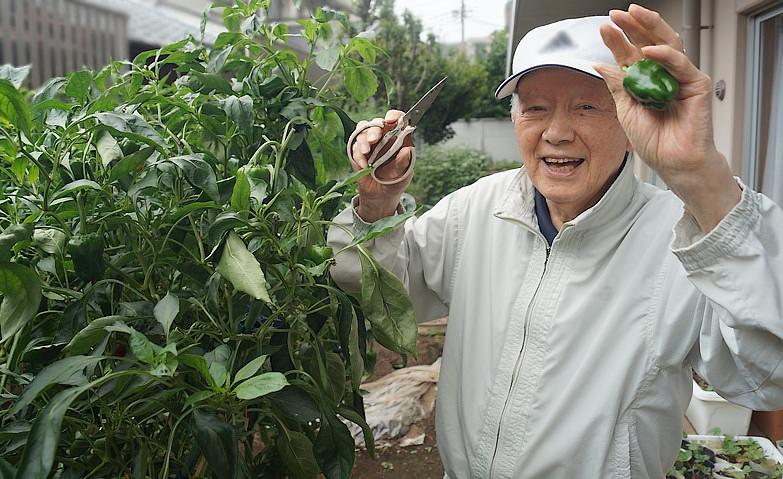 ピーマンの収穫がとまらない