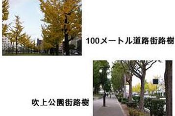 100メートル道路街路樹/吹上公園街路樹