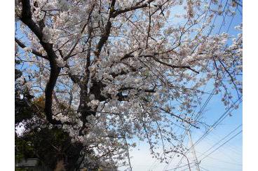 鎌倉山の桜画像2