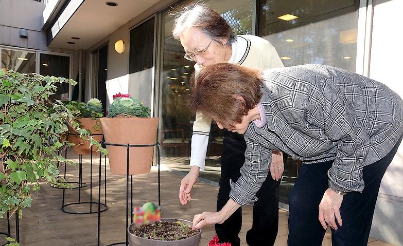 チューリップの芽が！