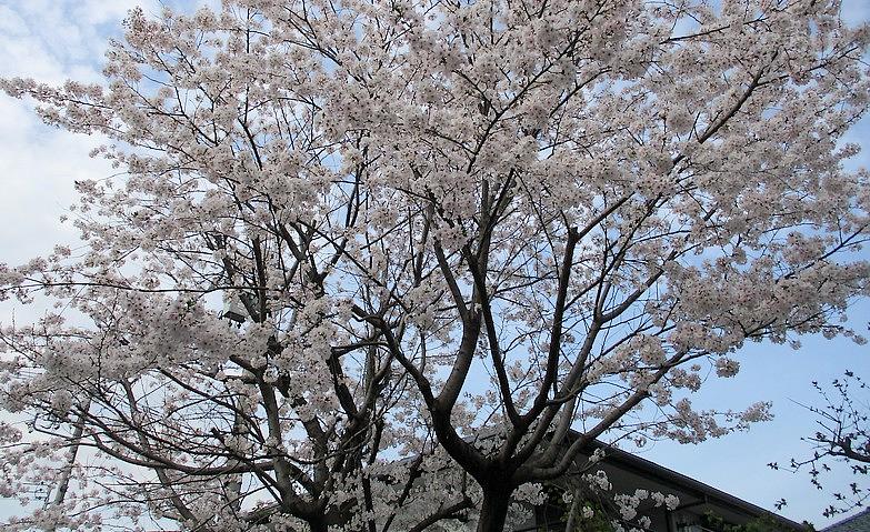 「今年の桜もきれいね」			