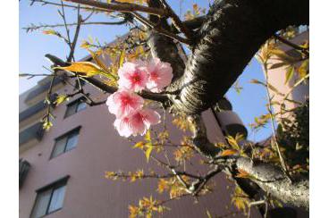 桜の花道散歩画像1