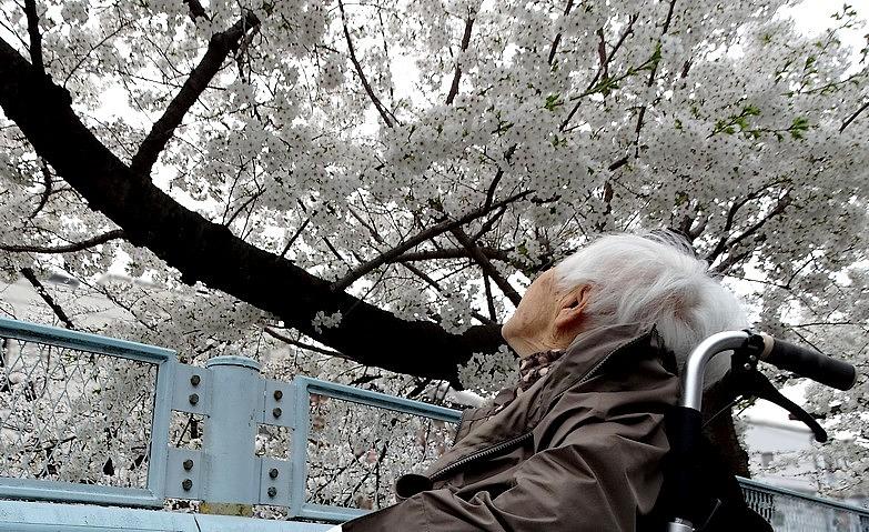 お花見散歩