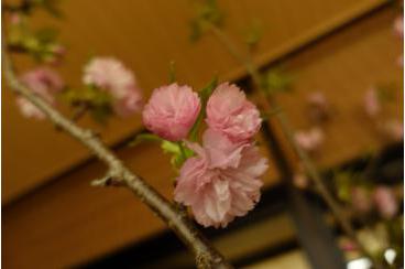 「アリア嵯峨嵐山」にも春が来ました！画像1