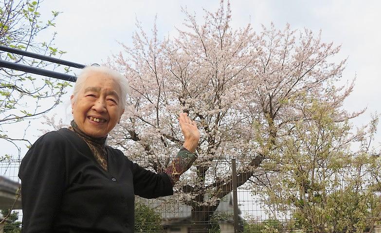 今年も桜が満開に咲きました！