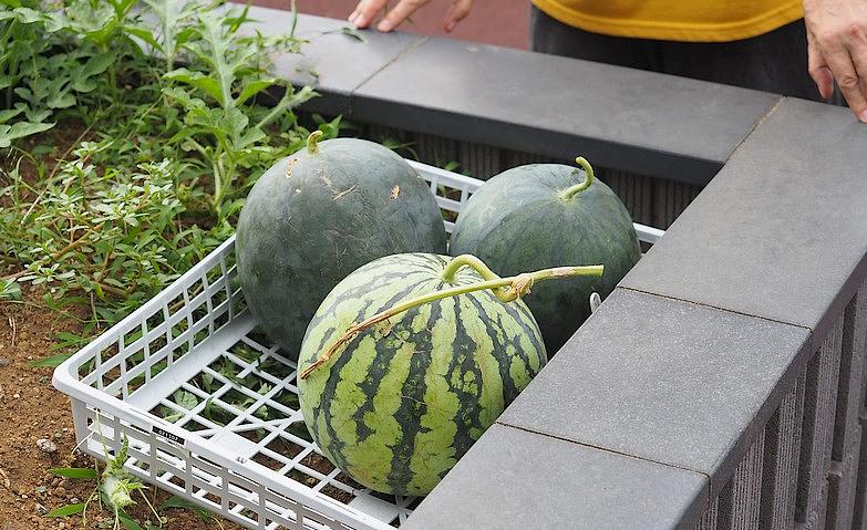 2024年、夏の収穫！～すいか～			