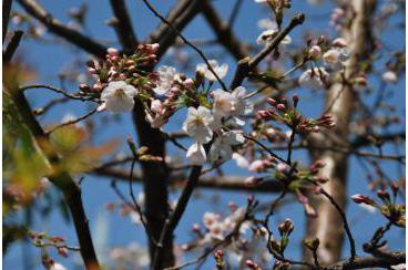 桜開花（3月の花々）