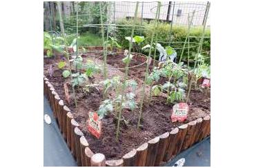 園芸部～トマトを植えました～