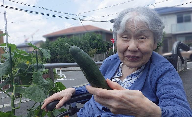 野菜収穫③