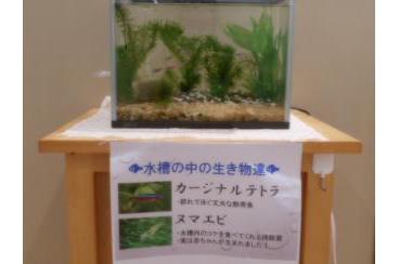 「まどか茨木」プチ水族館画像2
