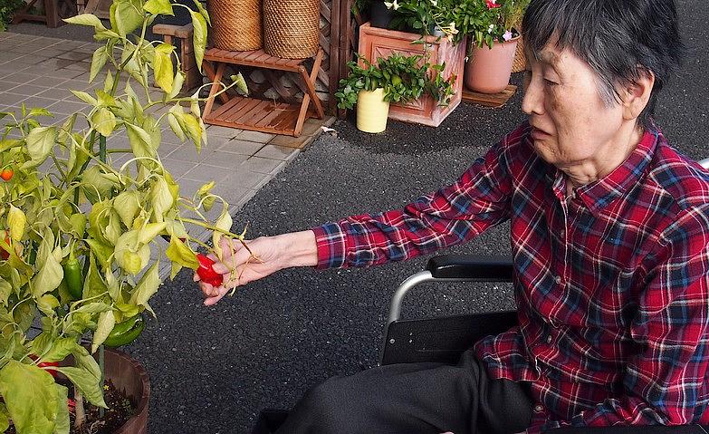 野菜の収穫			