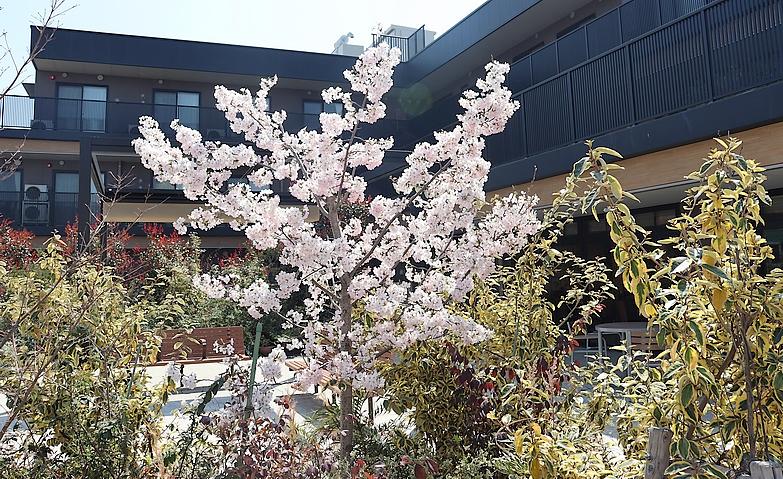 リハビリガーデンの桜が満開になりました！