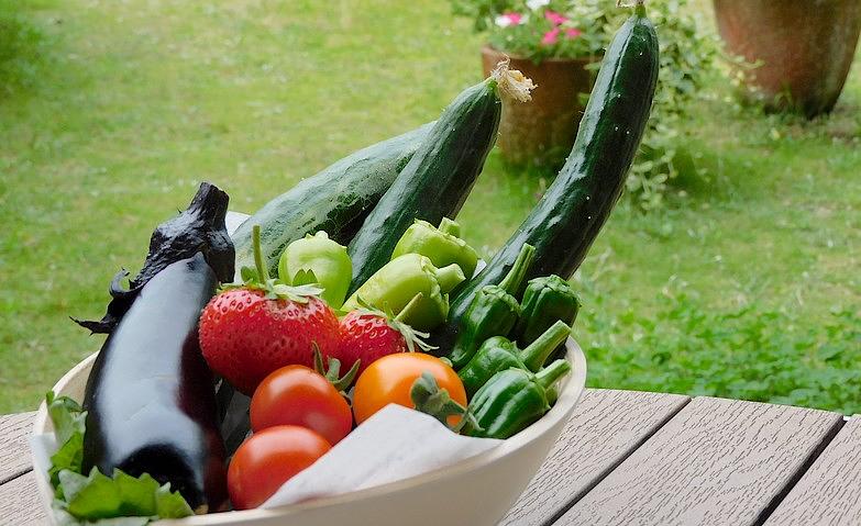 夏の野菜を大収穫！