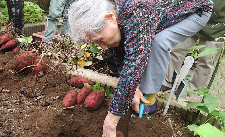サツマイモ堀り