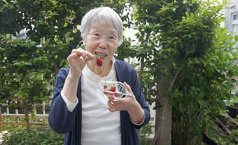 苺を収穫しました！			