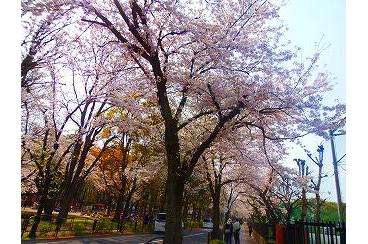 満開の桜画像1