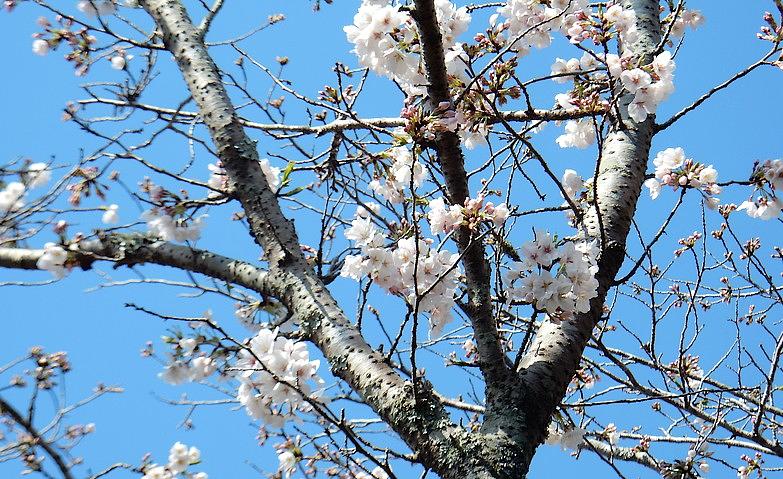 春が「鎌倉山荘」へ