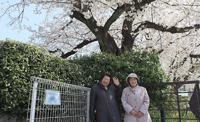 桜満開！お花見会			
