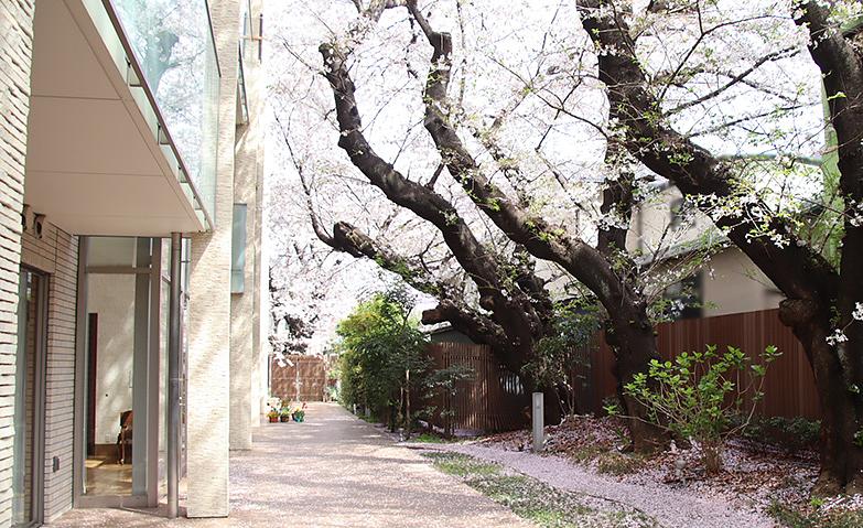 「アリア目黒洗足」桜の絨毯