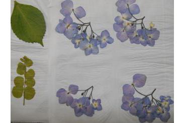 紫陽花を美しさを押し花に メディカルホームまどか住吉大社東のホームブログ ベネッセスタイルケア