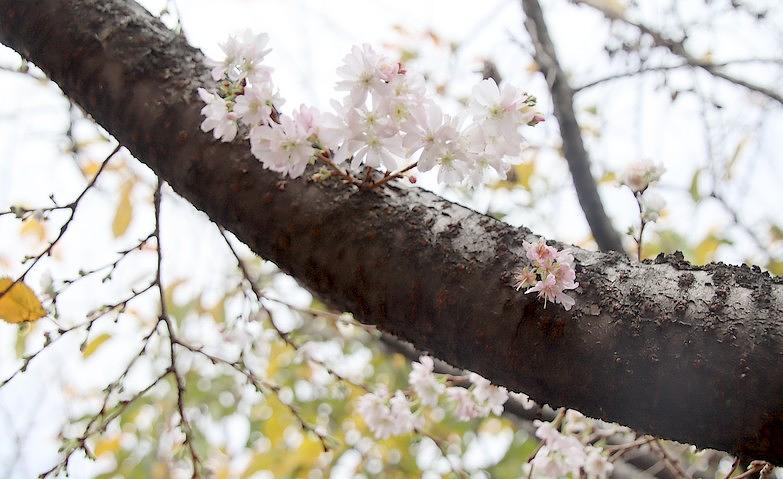 十月桜			
