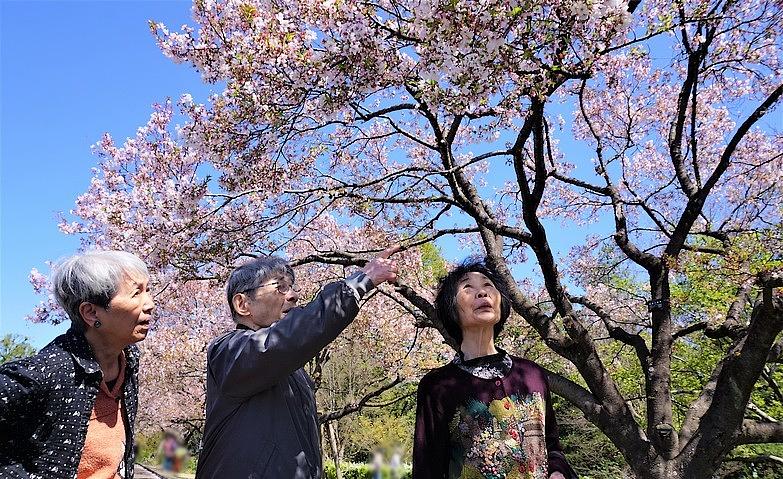 心待ちのお花見