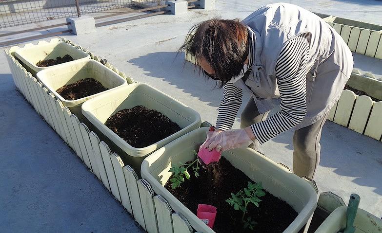 屋上で野菜の苗植え