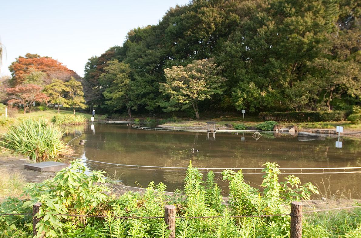 桜台公園