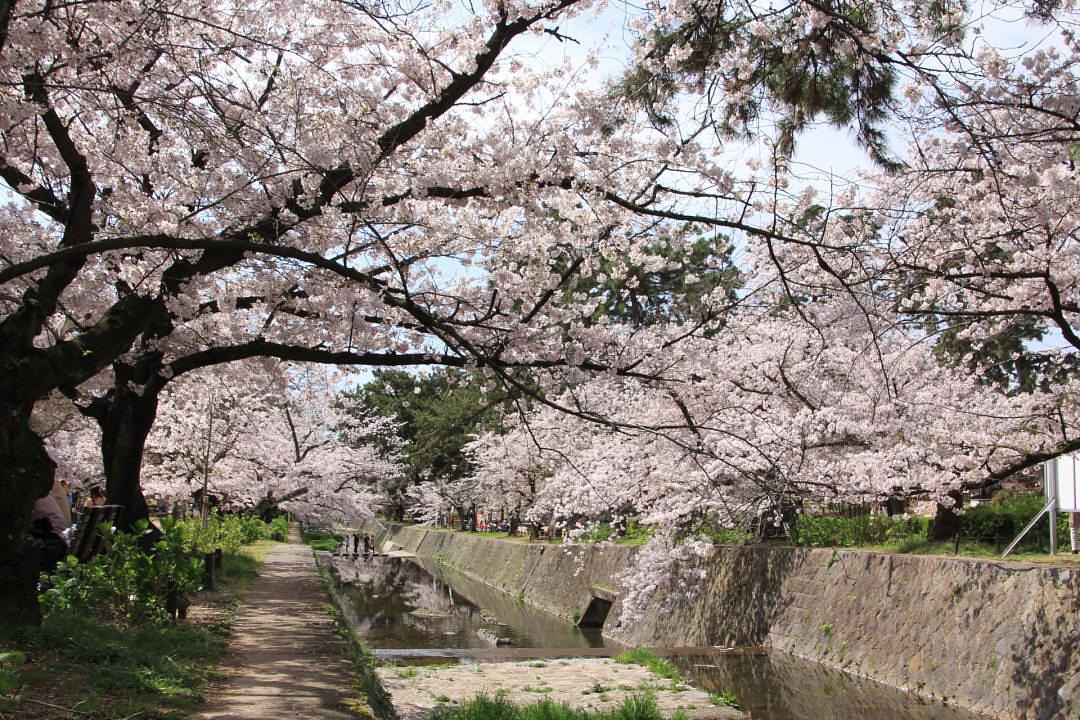 夙川河川敷公園の桜