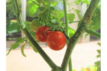 真っ赤なトマト画像1