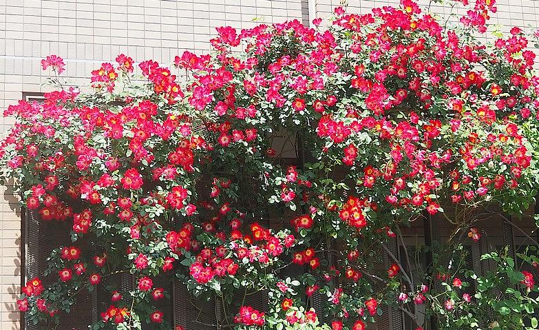 つるバラ満開