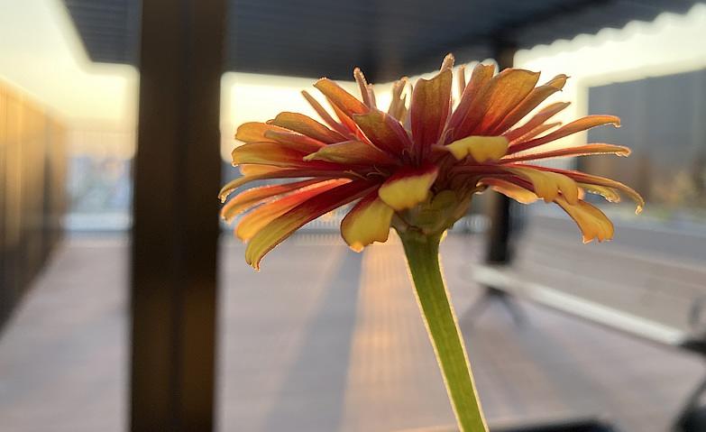 夕焼けの花