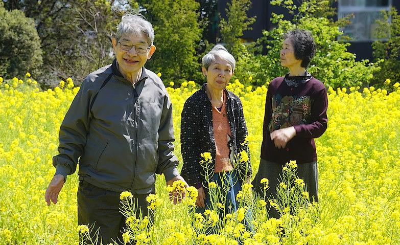 菜の花畑も満開