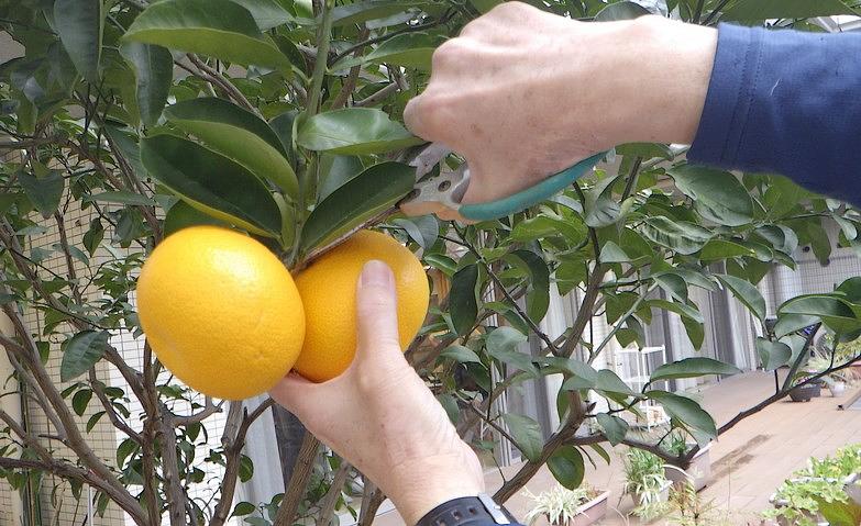 園芸倶楽部～みかんの収穫～