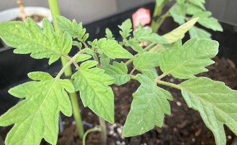 トマトの苗を植えました！